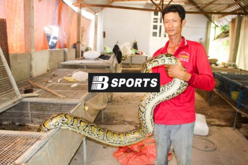 Ý nghĩa của giấc mơ thấy trăn Ý nghĩa của giấc mơ thấy trăn